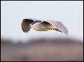 _7SB5633 black-crowned night-heron